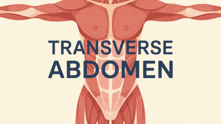 tronc humain transverse de l abdomen organes muscles