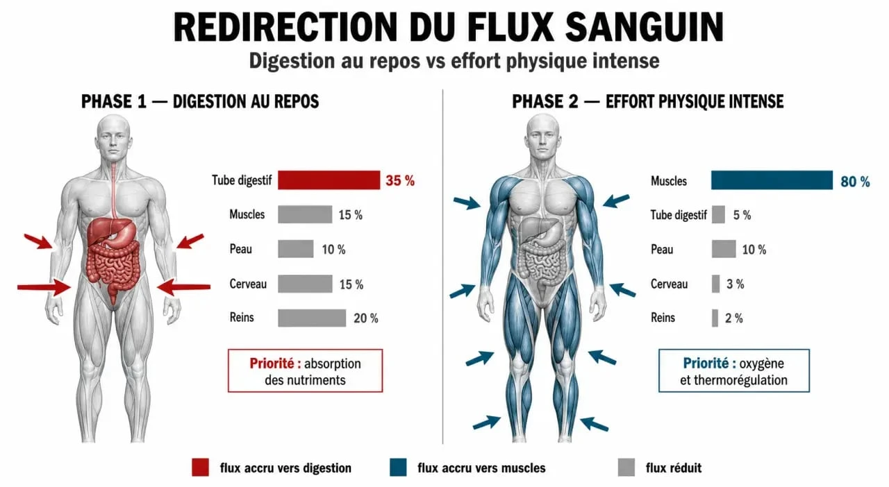 Infographie sur la physiologie de la digestion et la musculation après manger