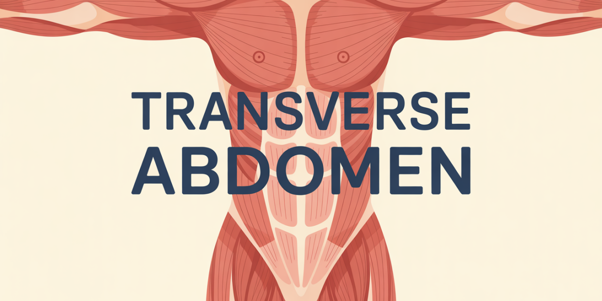 tronc humain transverse de l abdomen organes muscles